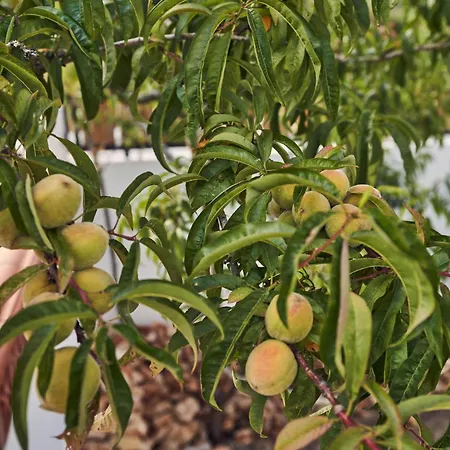 Coliving & Cowork In Ericeira By Barefoot Portugal אכסניה *