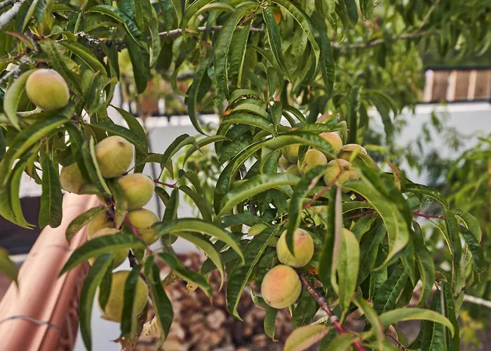 Coliving & Cowork In Ericeira By Barefoot Portugal אכסניה *