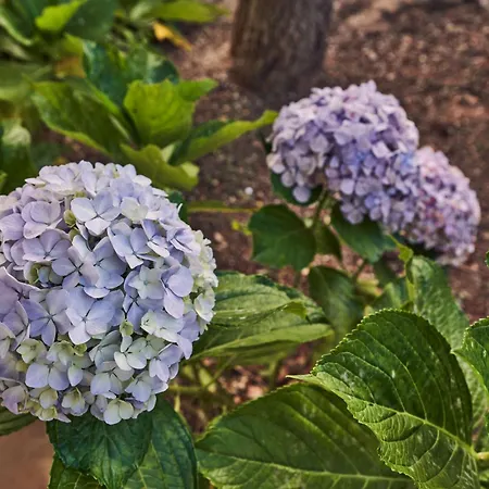 Lodge Coliving & Cowork In Ericeira By Barefoot Portugal *